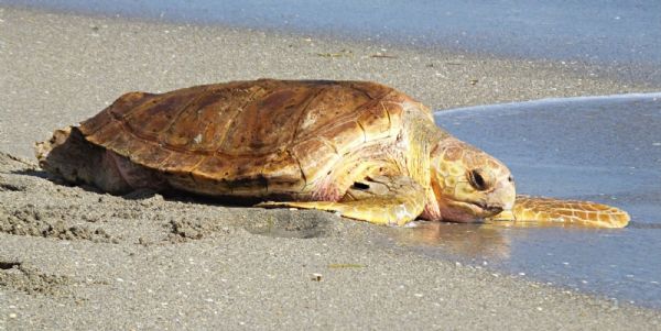 Dalyan Classic Boat Trip with Mudbaths and Turtle Beach